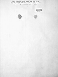 Image of Opegrapha lithyrga